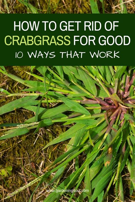 Shallow and infrequent watering will only weaken the roots of your grass, while allowing the crabgrass to thrive and take over. Water lawns deeply and less frequently. When you water, wet the soil to a depth of 4-6 inches. This usually requires the equivalent of ½-1 inch of rainfall. Crabgrass loves hot, dry conditions.